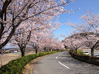 桜ゴルフ倶楽部(茨城県稲敷市岡飯出1148)